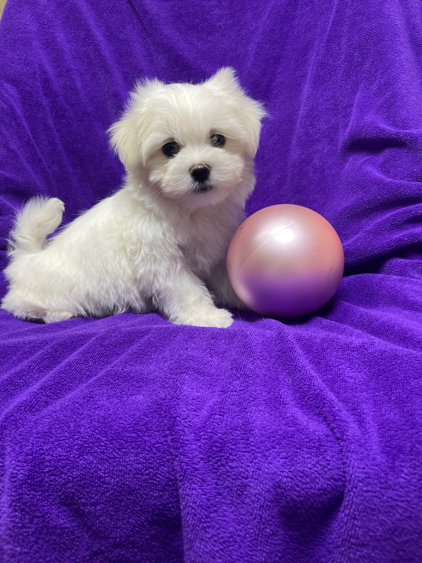 Хлопчики мальтезе