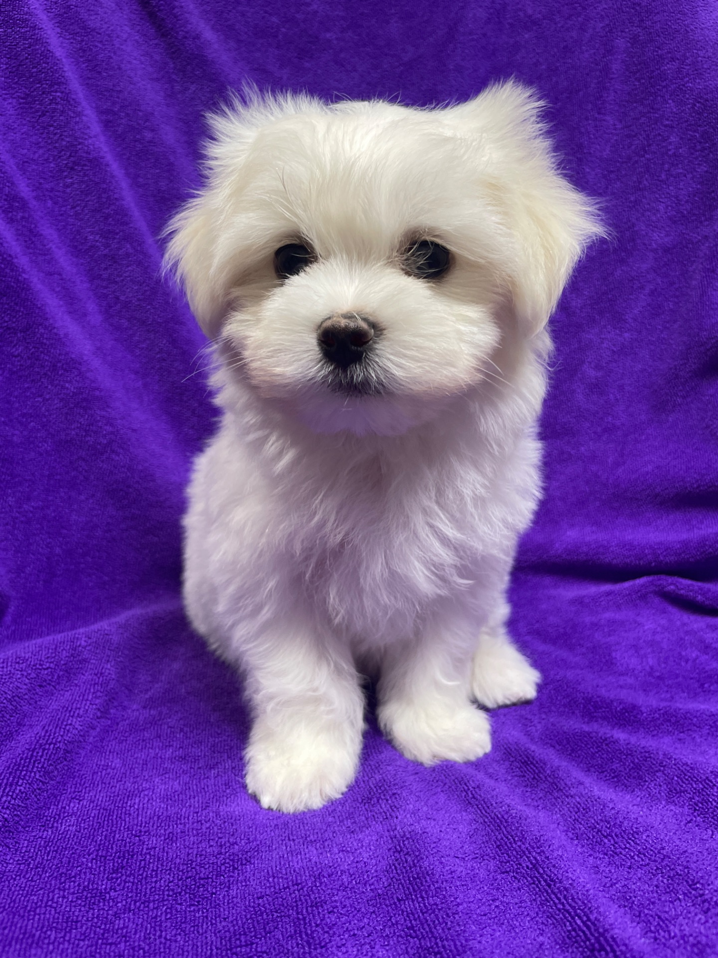 Хлопчики мальтезе