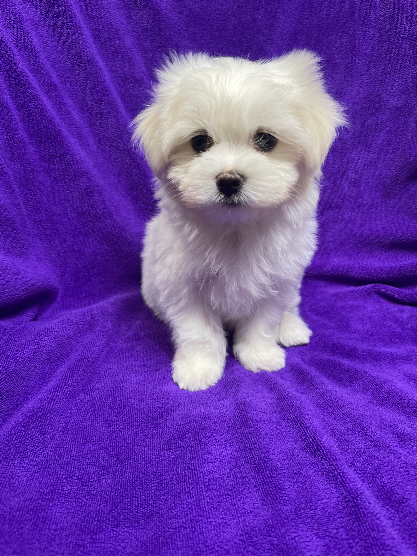 Хлопчики мальтезе