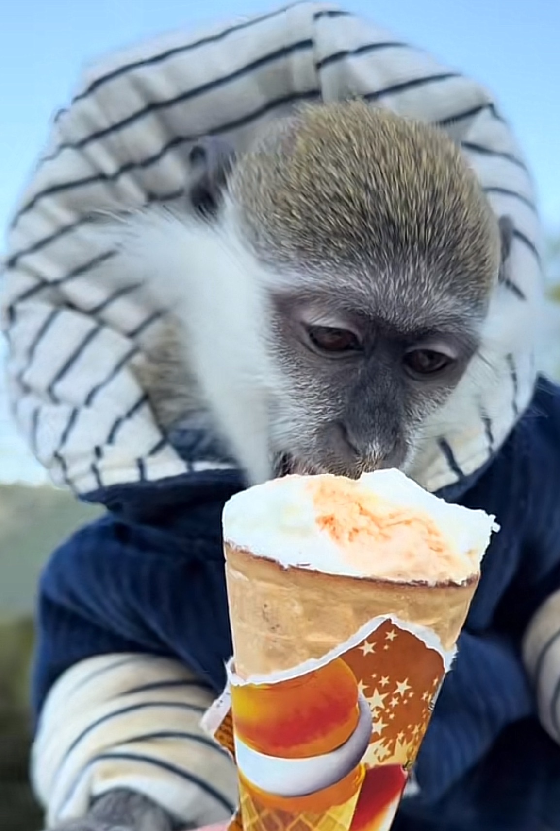 Зелена мавпа (верветка)