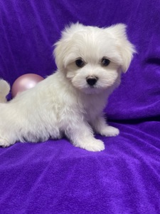 Хлопчики мальтезе