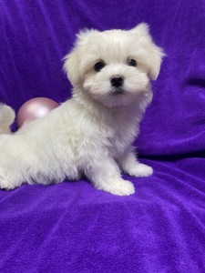 Хлопчики мальтезе