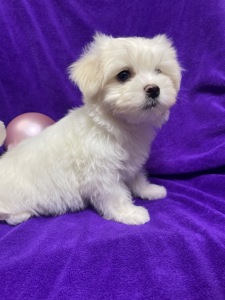 Хлопчики мальтезе