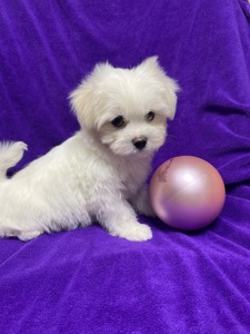 Хлопчики мальтезе