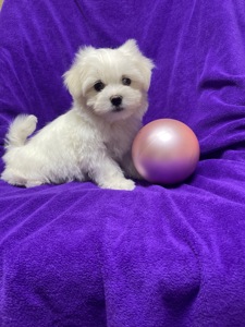 Хлопчики мальтезе