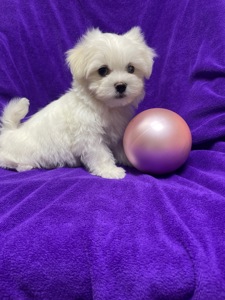 Хлопчики мальтезе