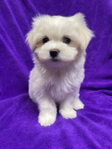 Хлопчики мальтезе