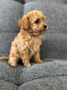 Мальтіпу ф2