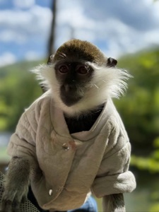 Зелена мавпа (верветка)