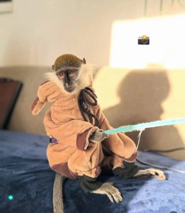 Зелена мавпа (верветка)