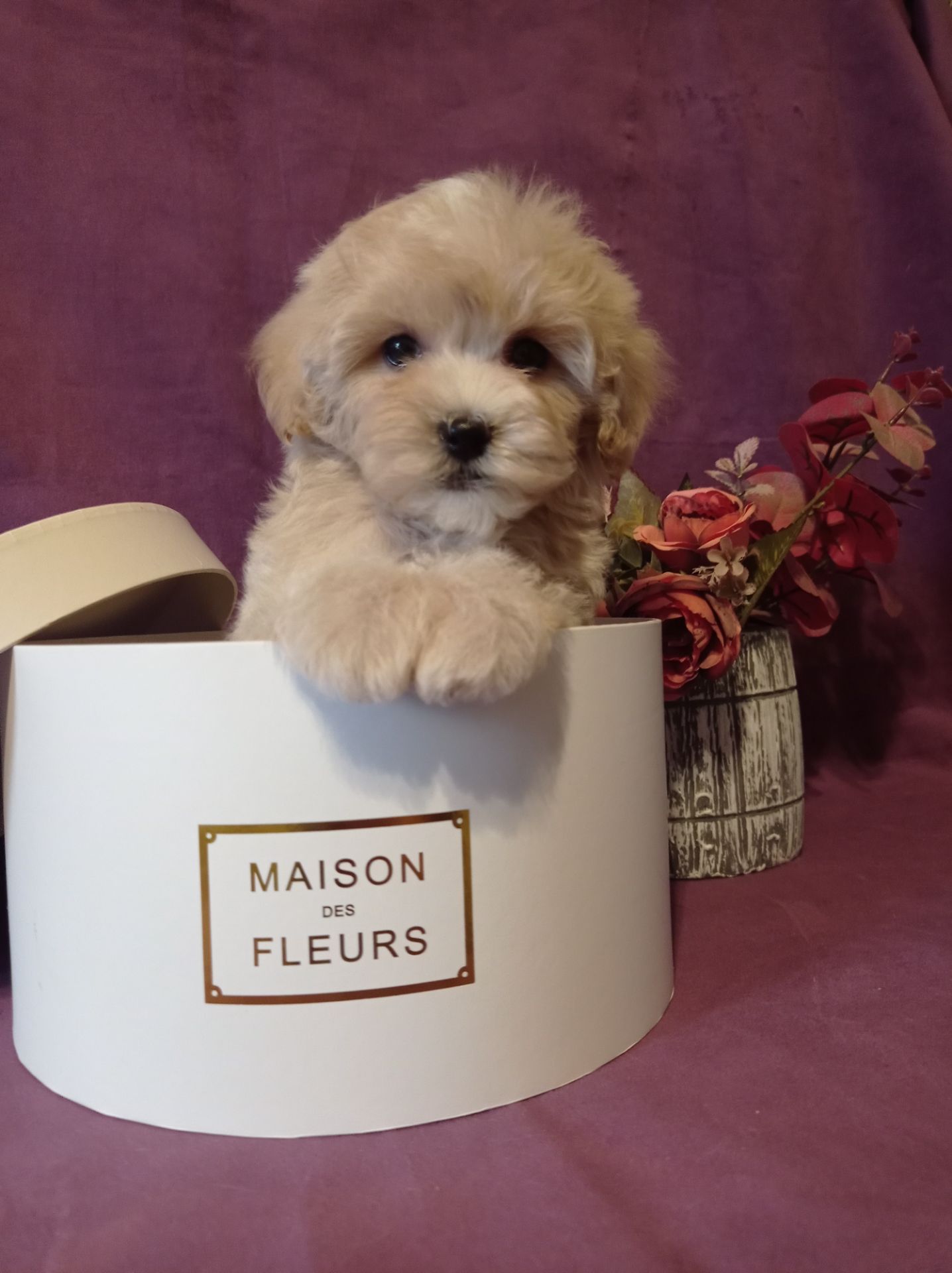 Девочка и мальчики мальтипу