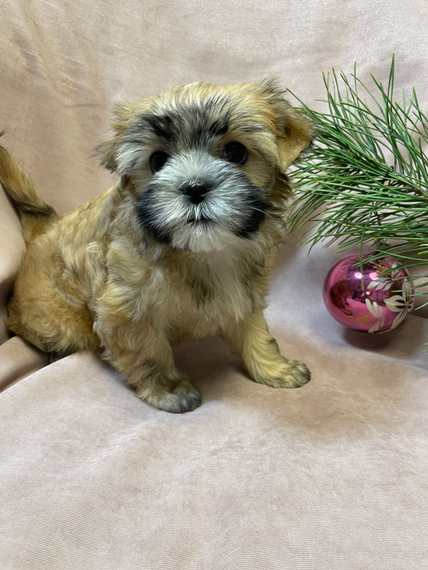 Йорки дівчатка