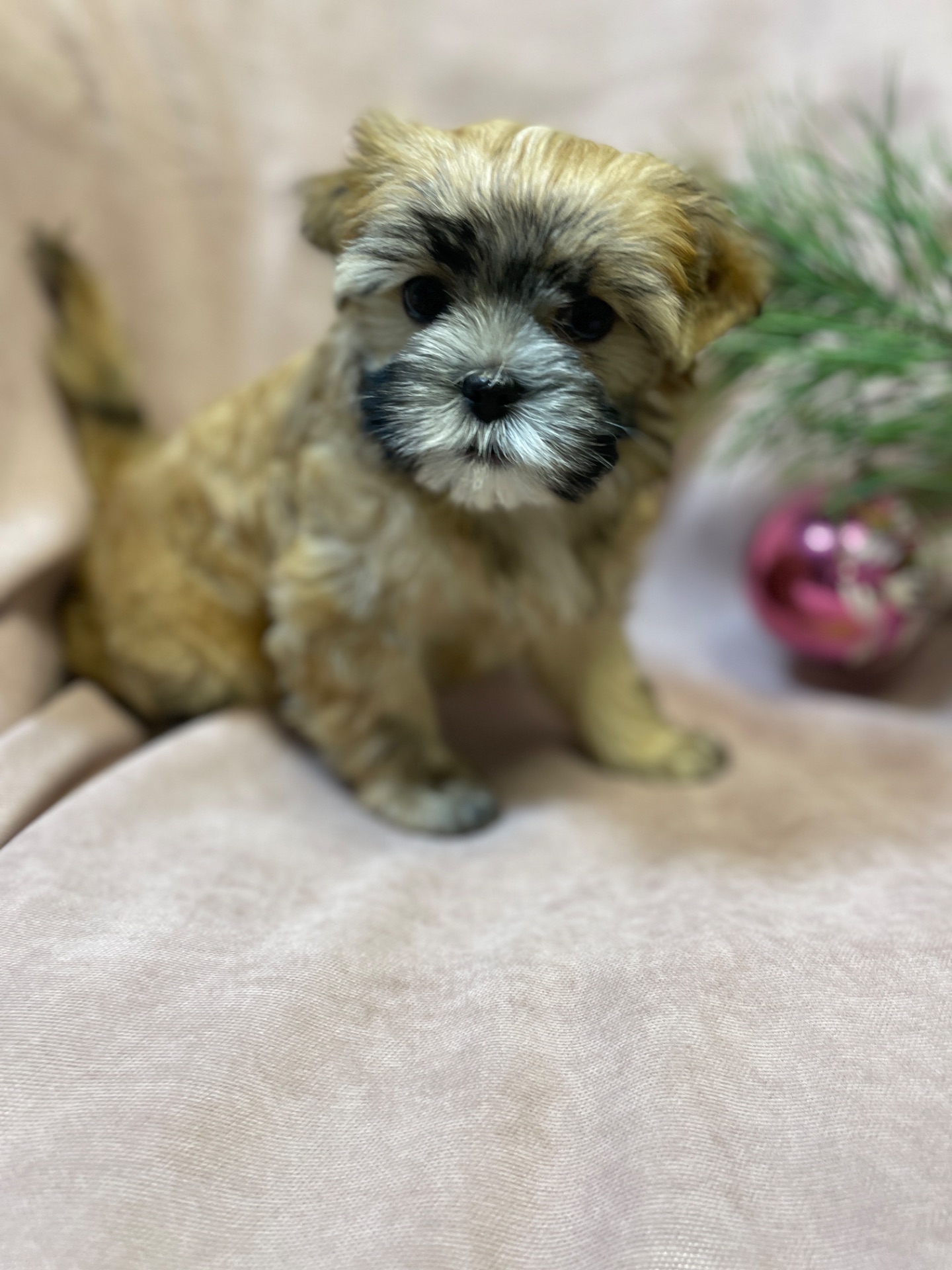 Йорки дівчатка