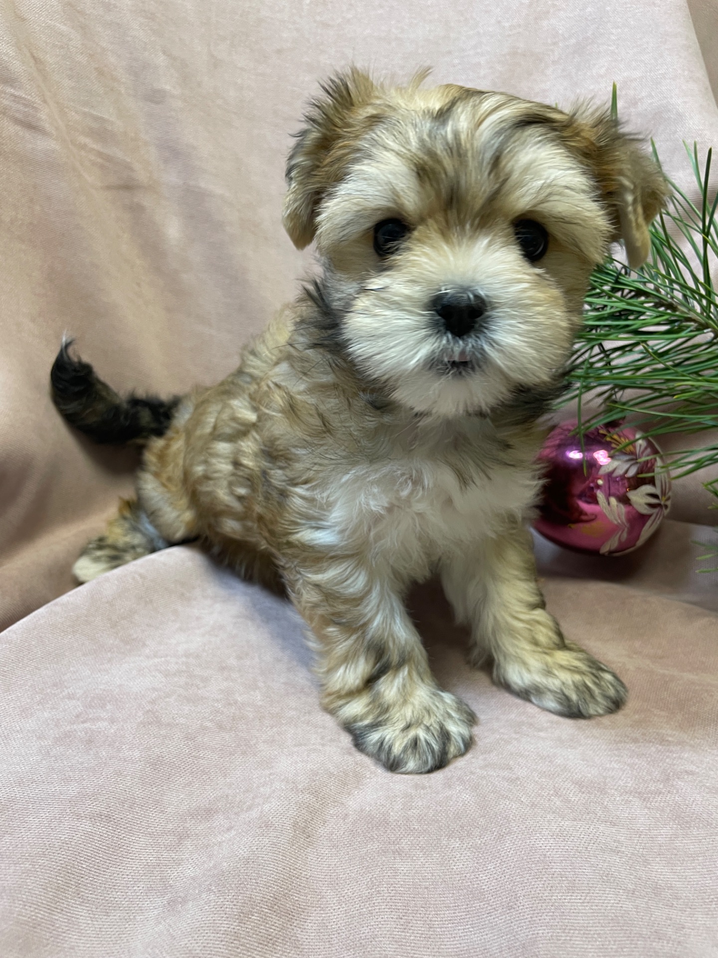 Йорки дівчатка