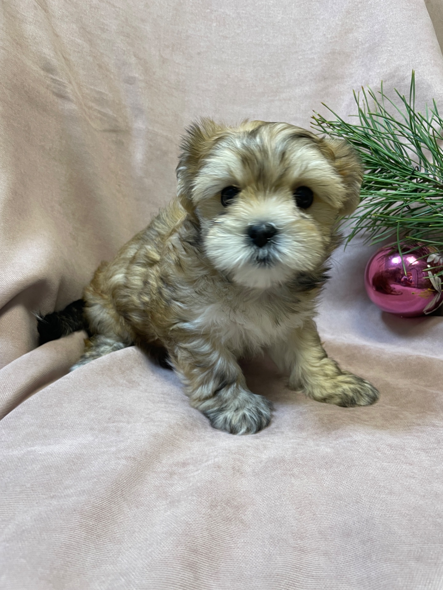 Йорки дівчатка