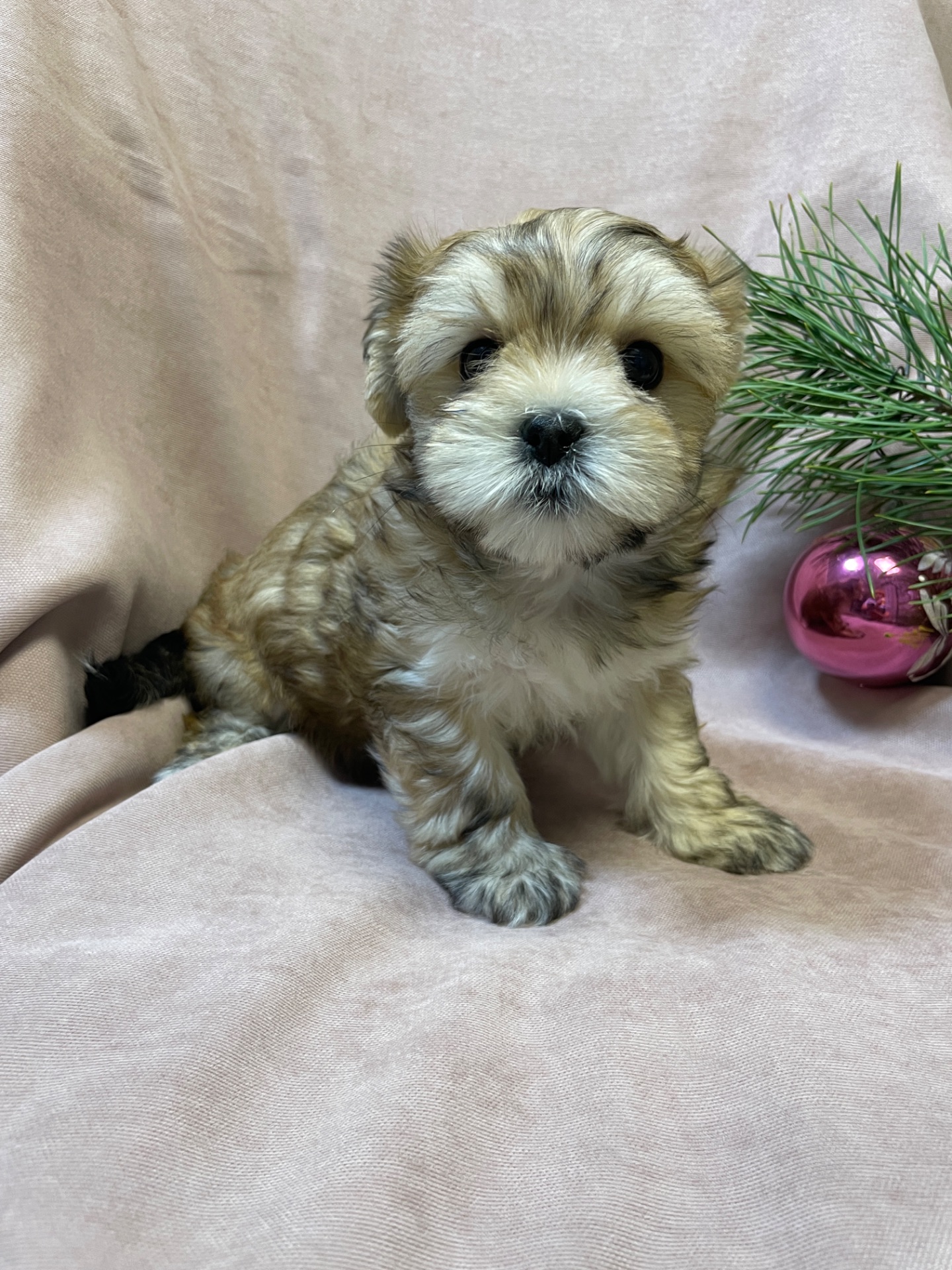 Йорки дівчатка