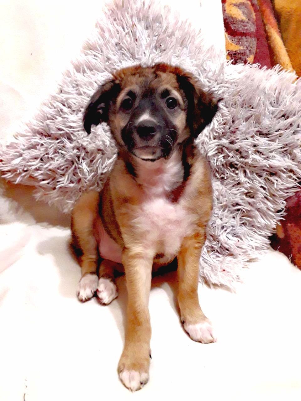 Шукаємо супервідповідальних людей для двох ксоло-дівчат у шерсті