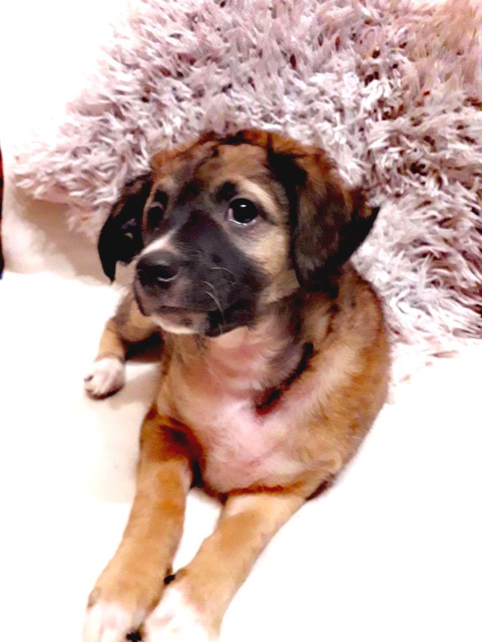 Шукаємо супервідповідальних людей для двох ксоло-дівчат у шерсті