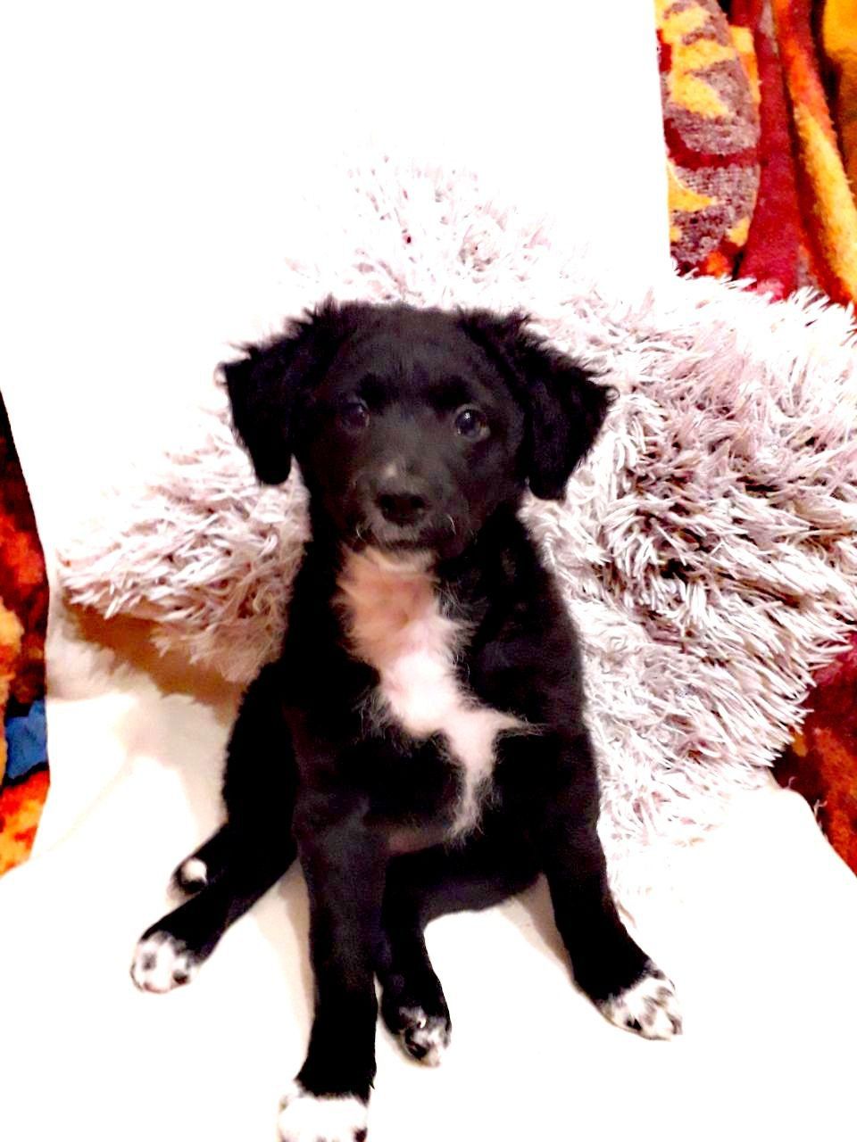 Шукаємо супервідповідальних людей для двох ксоло-дівчат у шерсті