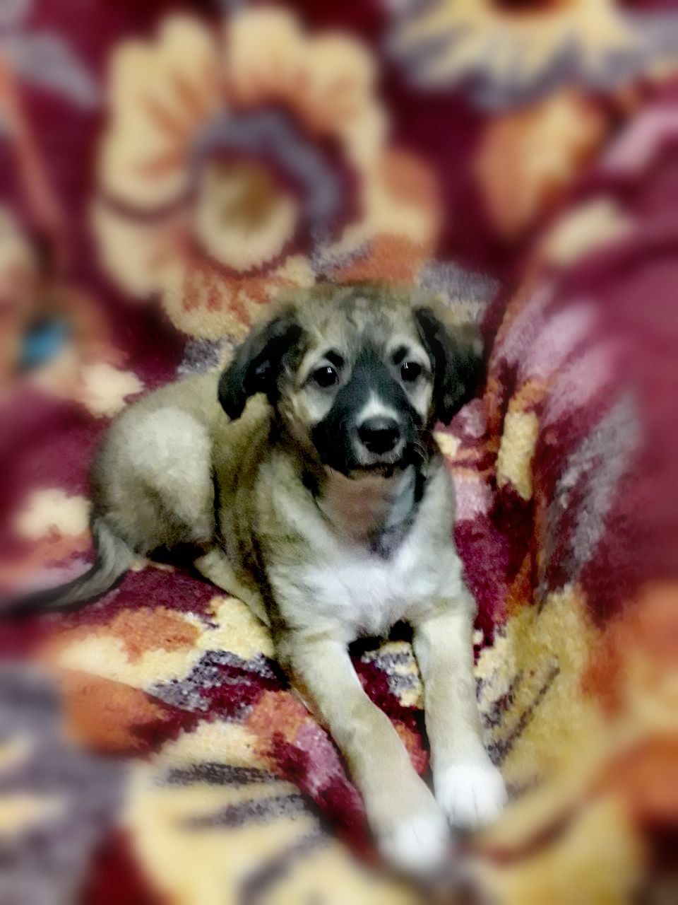 Шукаємо супервідповідальних людей для двох ксоло-дівчат у шерсті