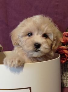 Девочка и мальчики мальтипу