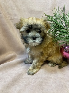 Йорки дівчатка