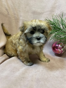 Йорки дівчатка