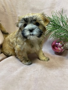 Йорки дівчатка