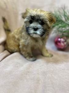 Йорки дівчатка