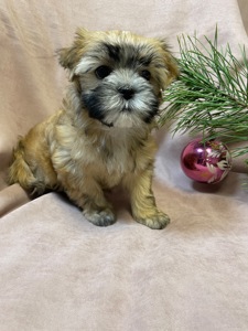 Йорки дівчатка