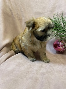 Йорки дівчатка