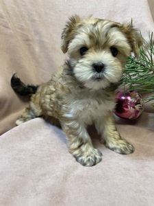 Йорки дівчатка