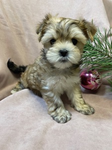 Йорки дівчатка