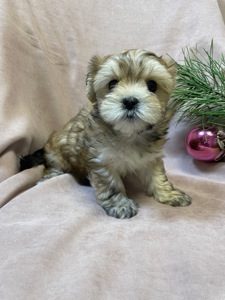 Йорки дівчатка