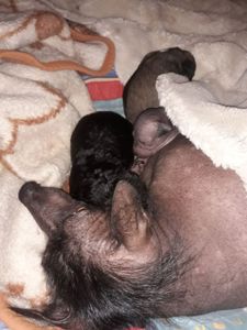 Шукаємо супервідповідальних людей для двох ксоло-дівчат у шерсті