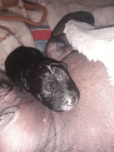 Шукаємо супервідповідальних людей для двох ксоло-дівчат у шерсті