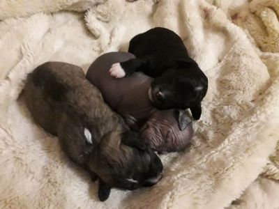 Шукаємо супервідповідальних людей для двох ксоло-дівчат у шерсті