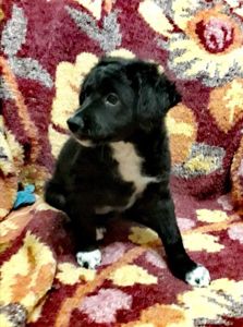 Шукаємо супервідповідальних людей для двох ксоло-дівчат у шерсті