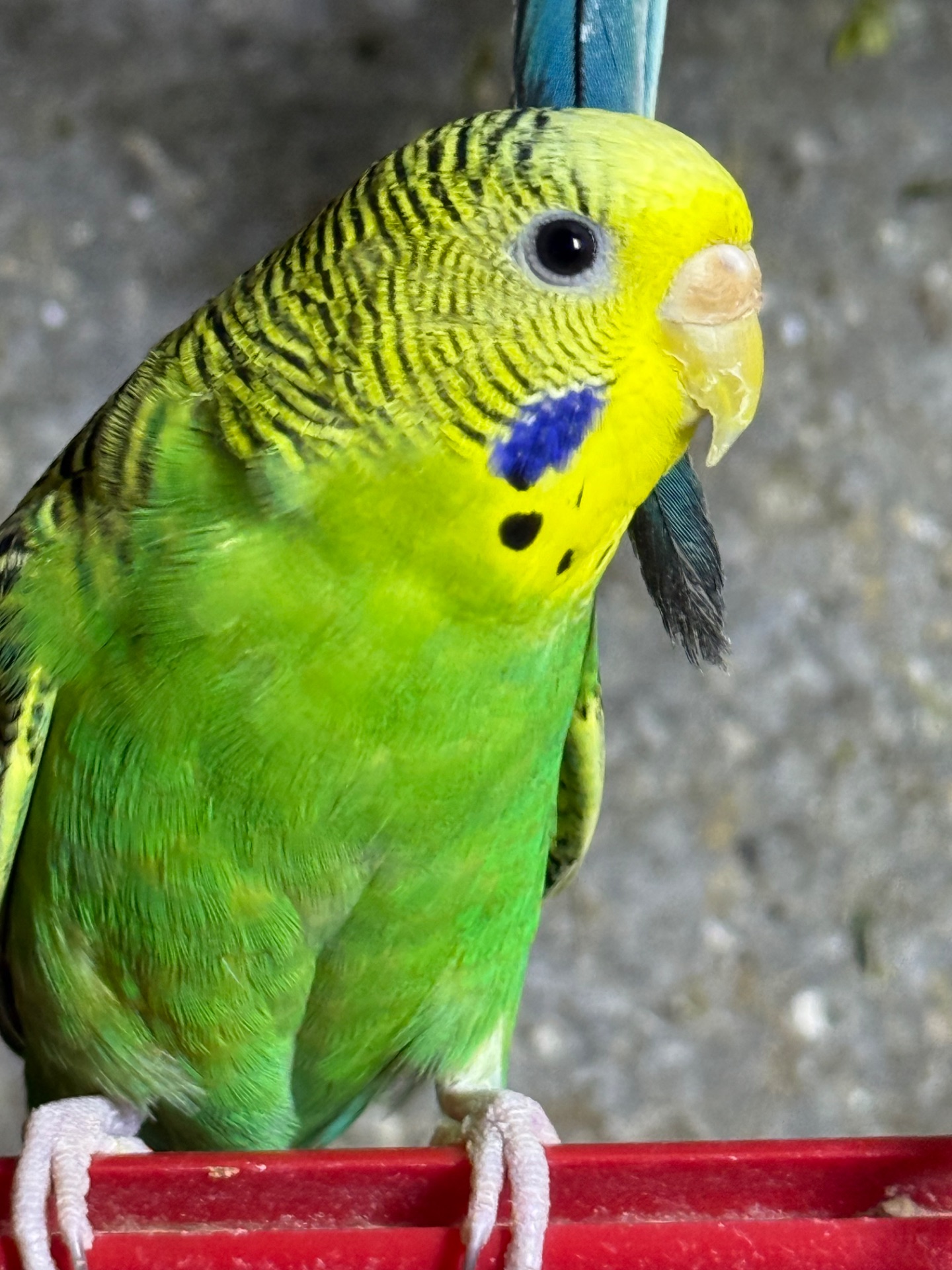 Хвилясті папуги говорящі та молоді