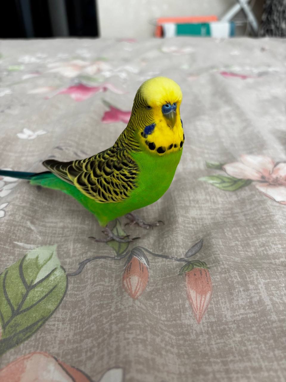 Говорящий папуга Чех зеленого кольору