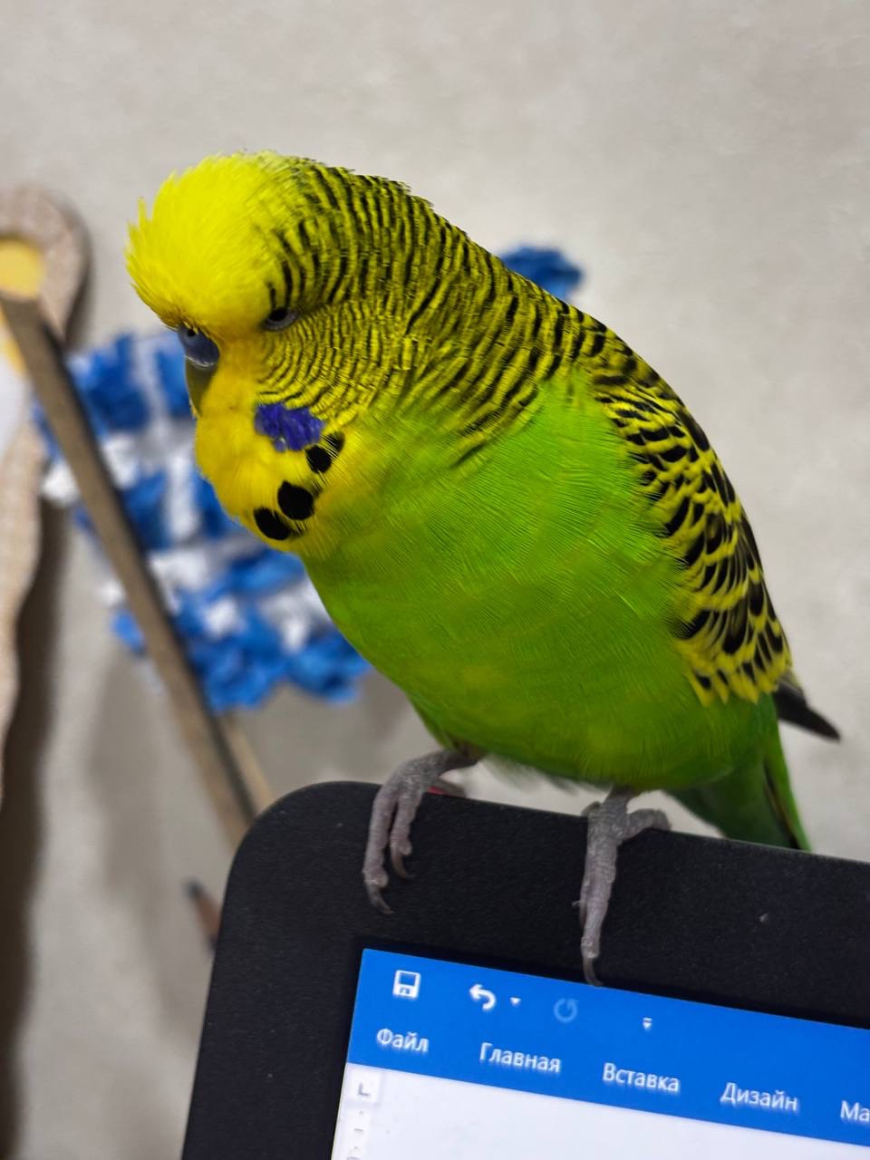 Говорящий папуга Чех зеленого кольору
