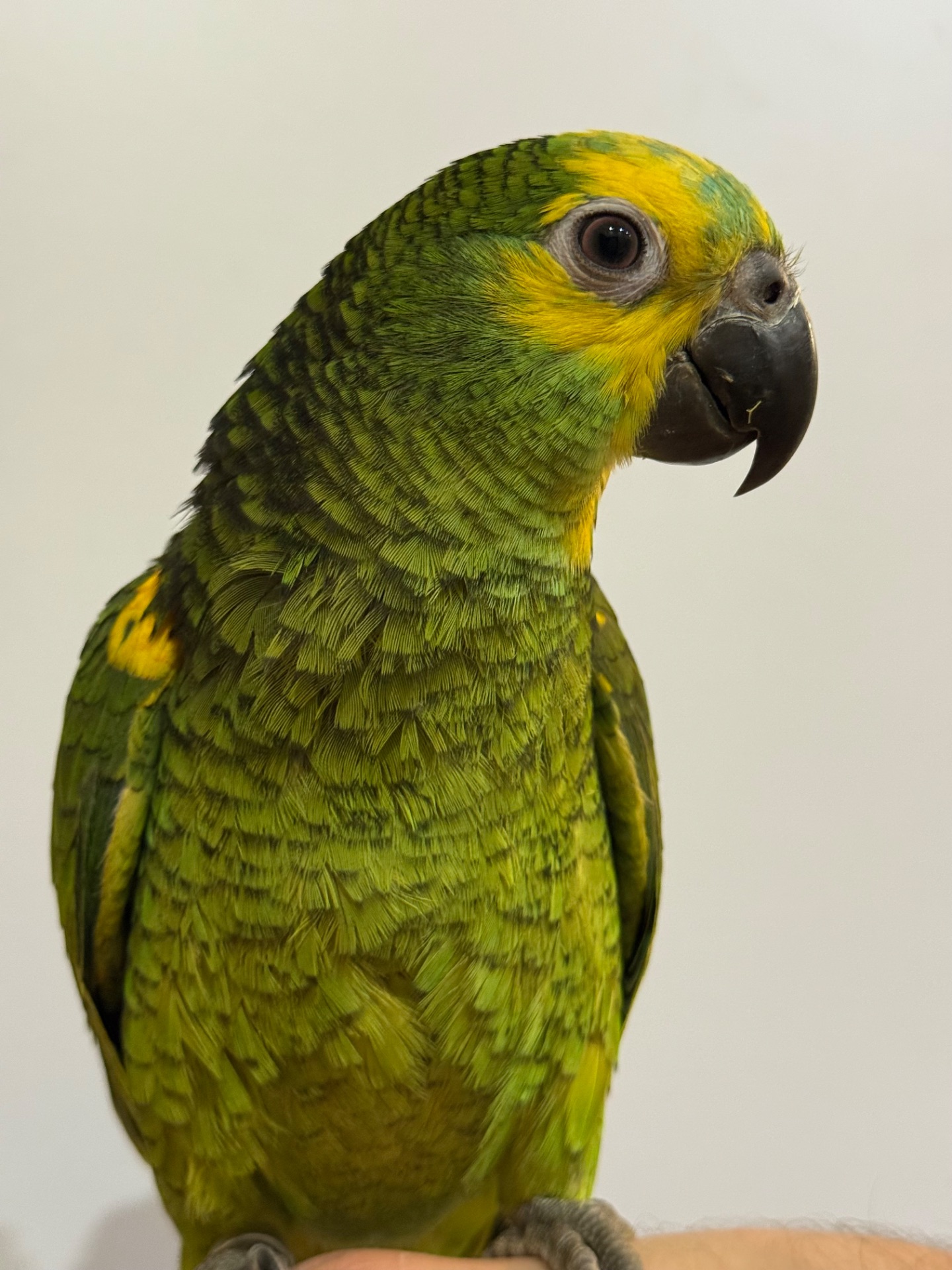 Папуга Амазон говорящі та ручні папуги 🦜