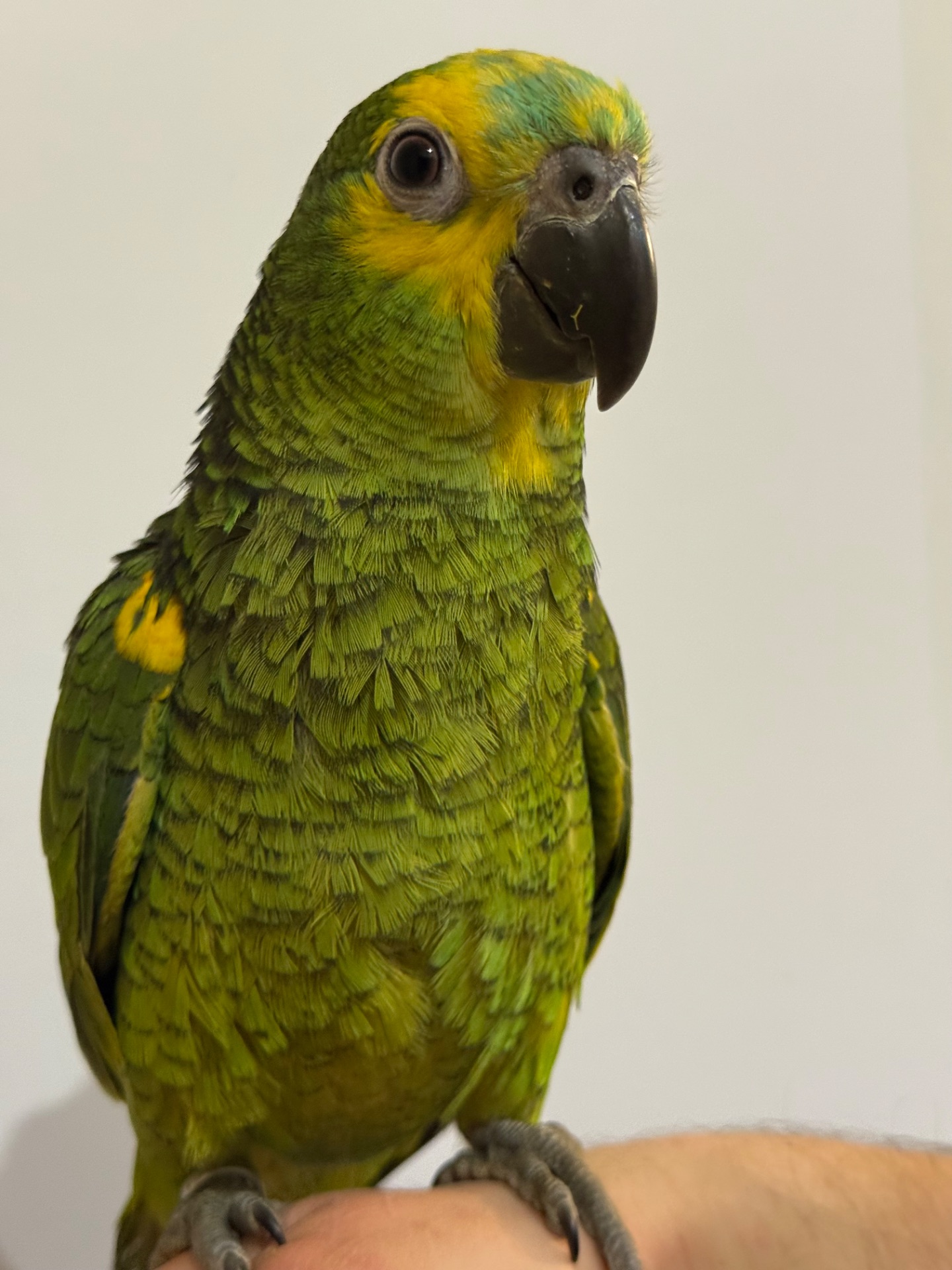 Папуга Амазон говорящі та ручні папуги 🦜