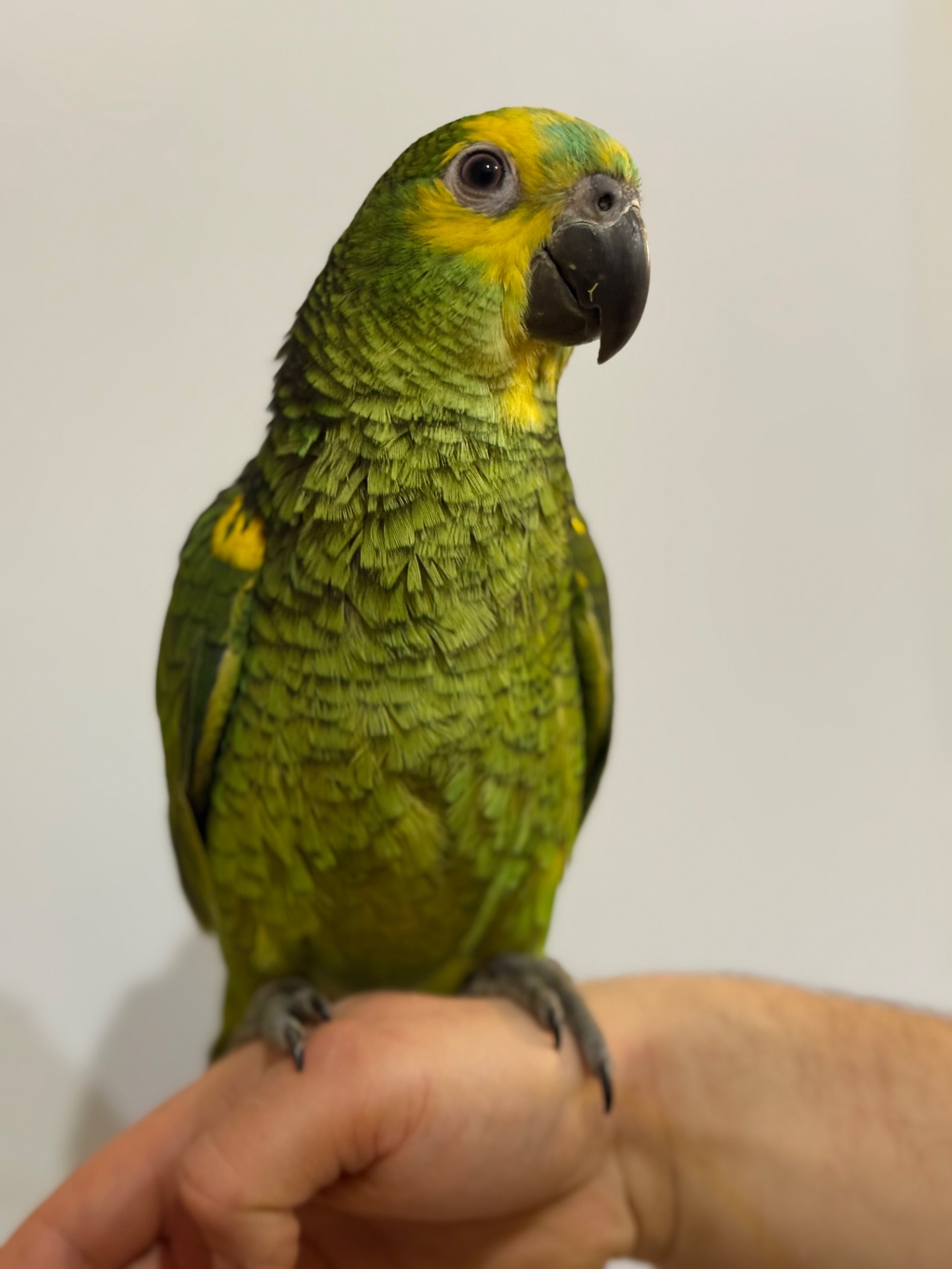 Папуга Амазон говорящі та ручні папуги 🦜