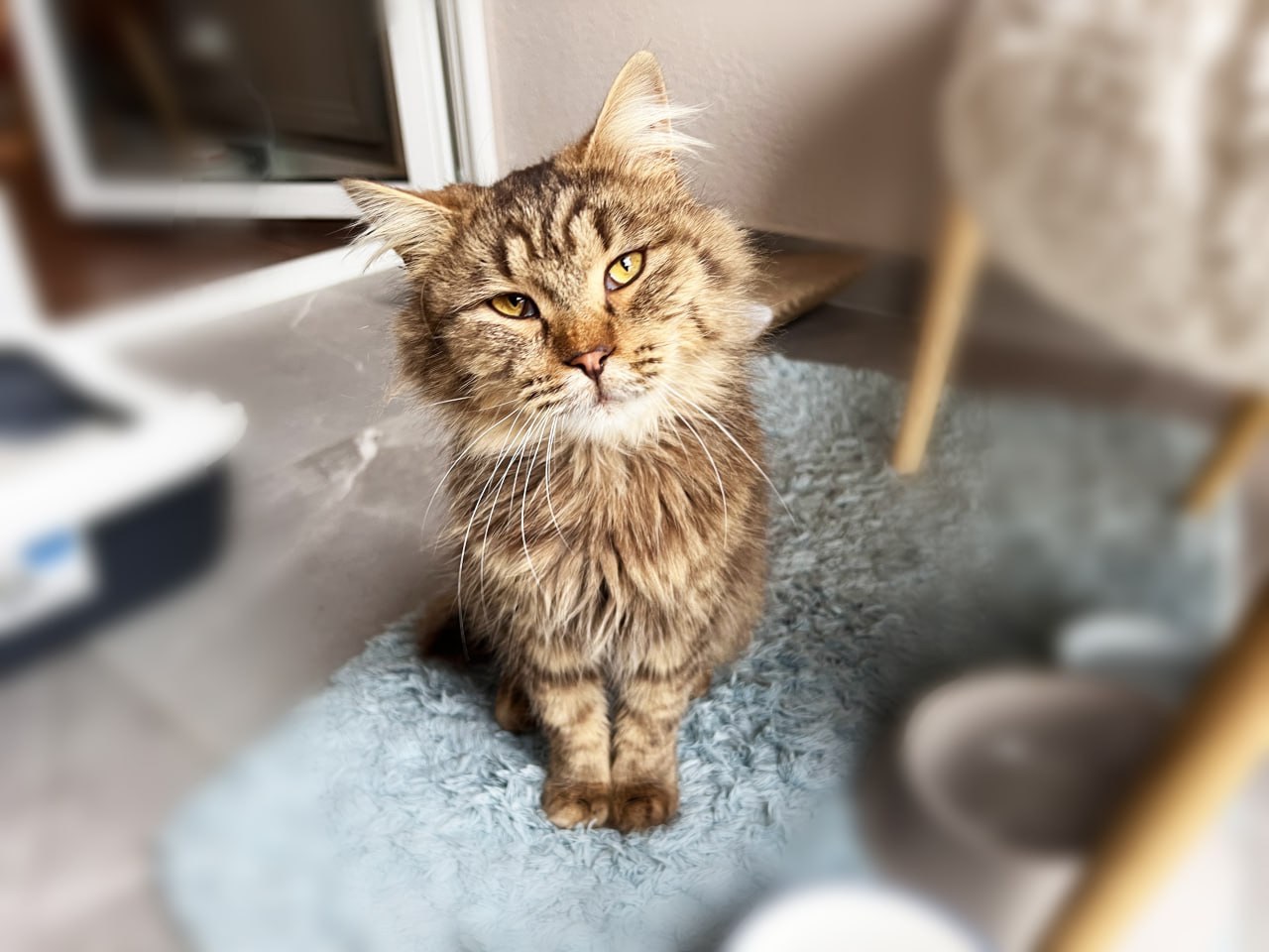 Котик Левчик