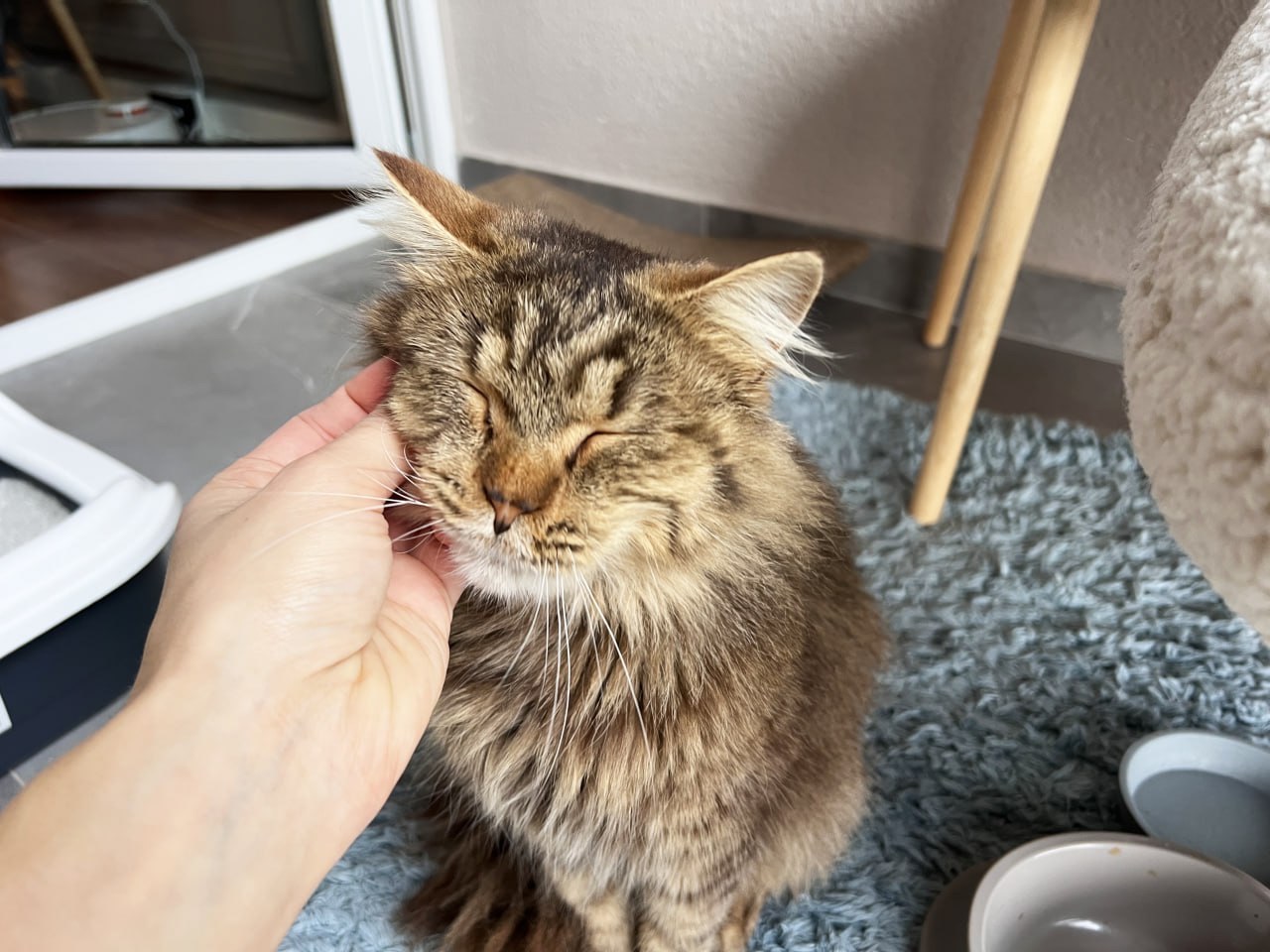 Котик Левчик