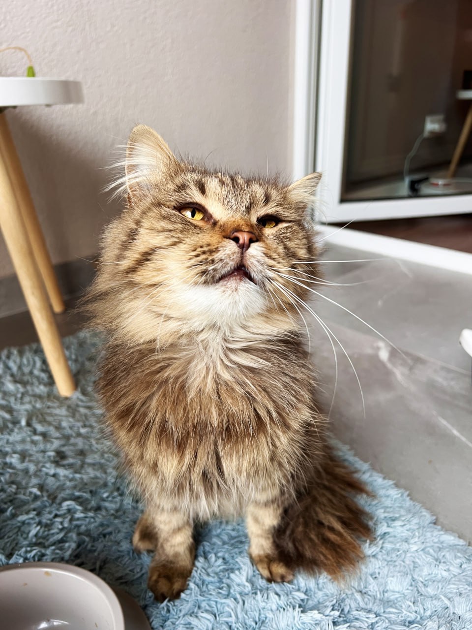 Котик Левчик