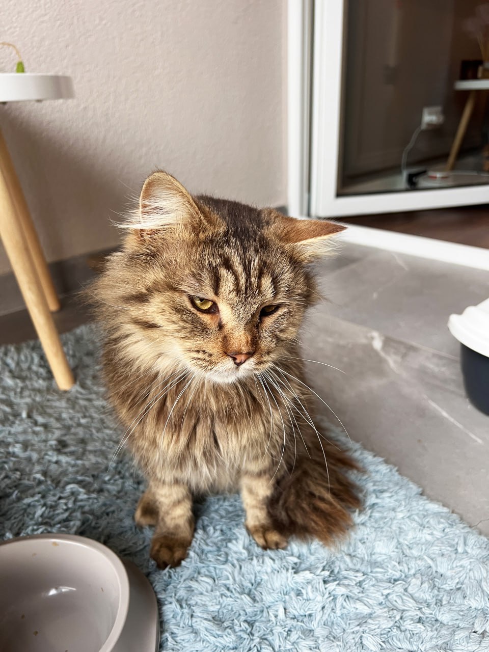 Котик Левчик