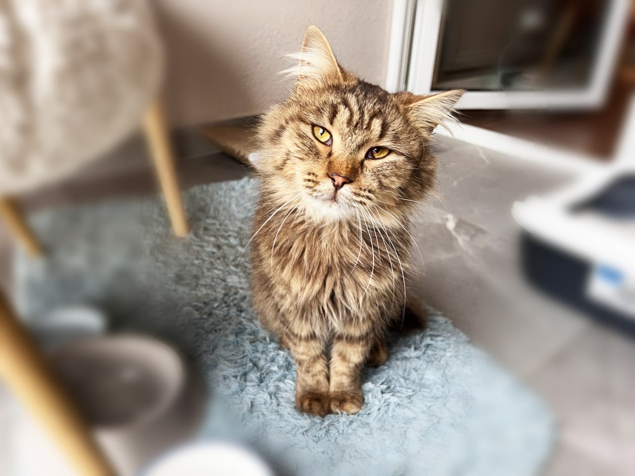 Котик Левчик