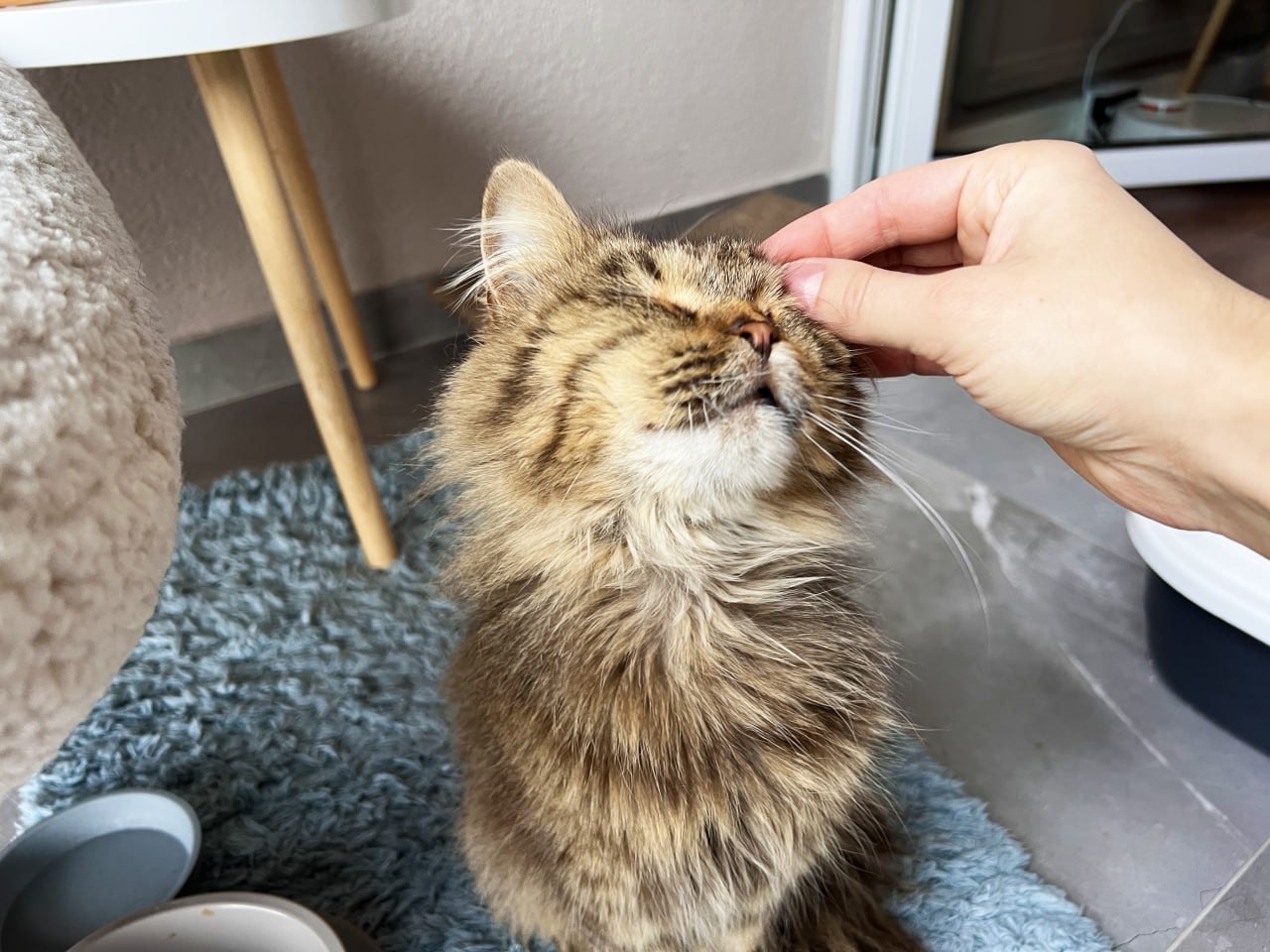 Котик Левчик